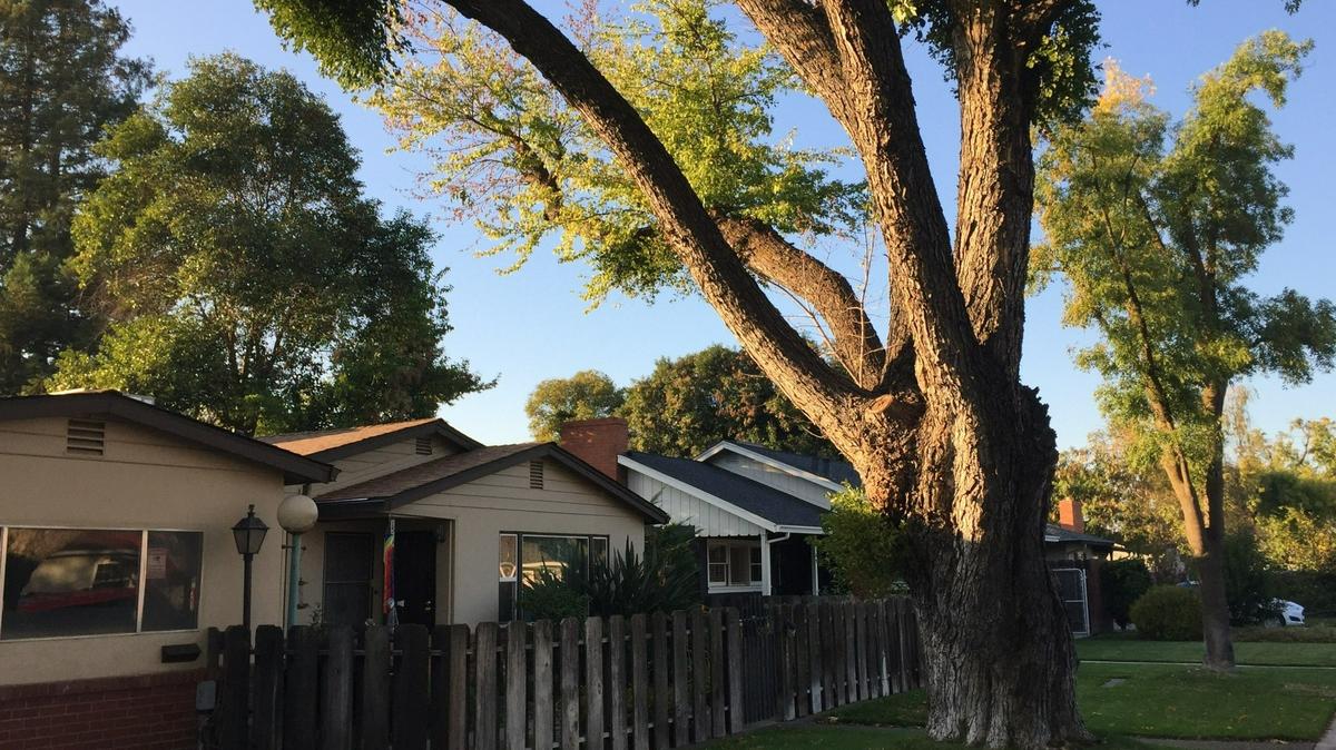 A decaying, leaning silver maple threatens a home on Ardmor Avenue in Modesto.
