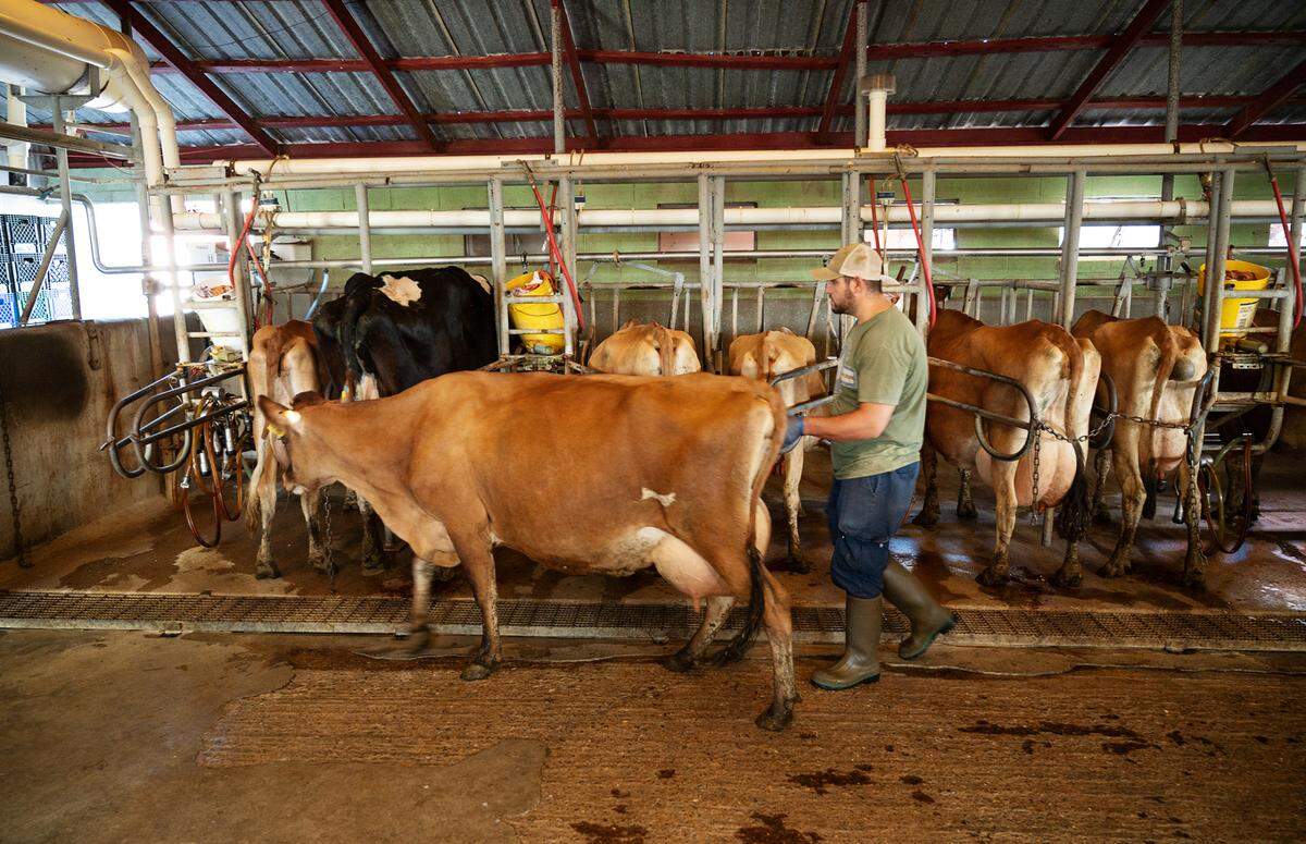 Rafael Garcia directs cows during the afternoon milking at Valley Milk Simply Bottled farm on Maze Boulevard in Modesto, Calif., on Thursday, Sept. 23, 2021. A recall has stopped the distribution of the dairy’s raw milk, but the cows still need to be milked twice daily. The milk is being discarded.