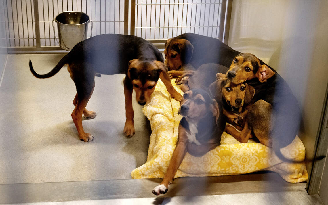 Stanislaus animal shelter director fired amid scrutiny over care and operations