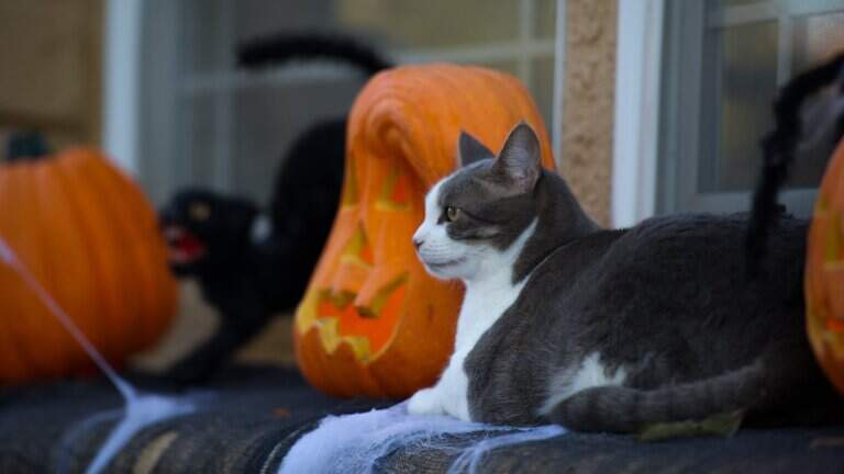‘Unsettled weather’ is on its way to the Modesto area. Will it rain on Halloween?