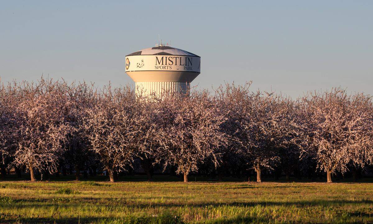 Almond trees have bloomed near Mistlin Sports Park where the Ripon Almond Blossom Festival will return on Feb. 24-27. Photographed in Ripon, Calif., on Wednesday, Feb. 16, 2022. 