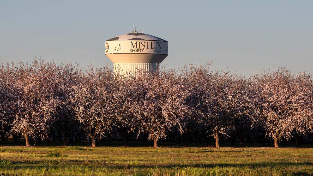 Almond trees have bloomed near Mistlin Sports Park where the Ripon Almond Blossom Festival will return on Feb. 24-27. Photographed in Ripon, Calif., on Wednesday, Feb. 16, 2022.
