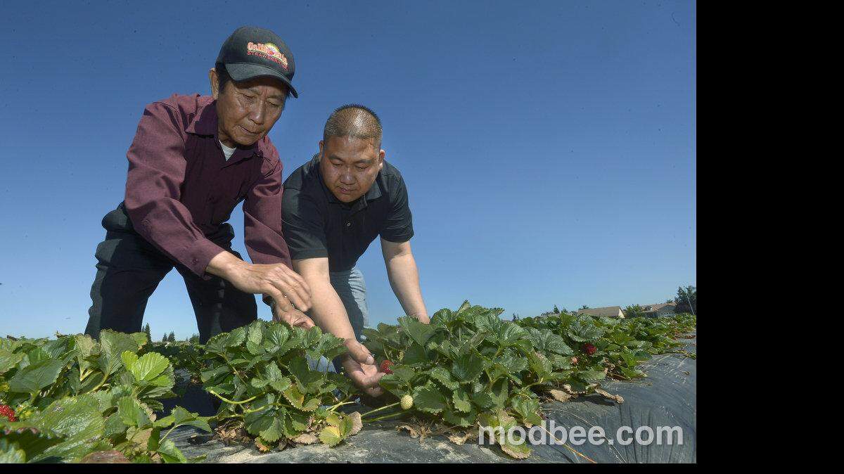 DN strawberry farm
