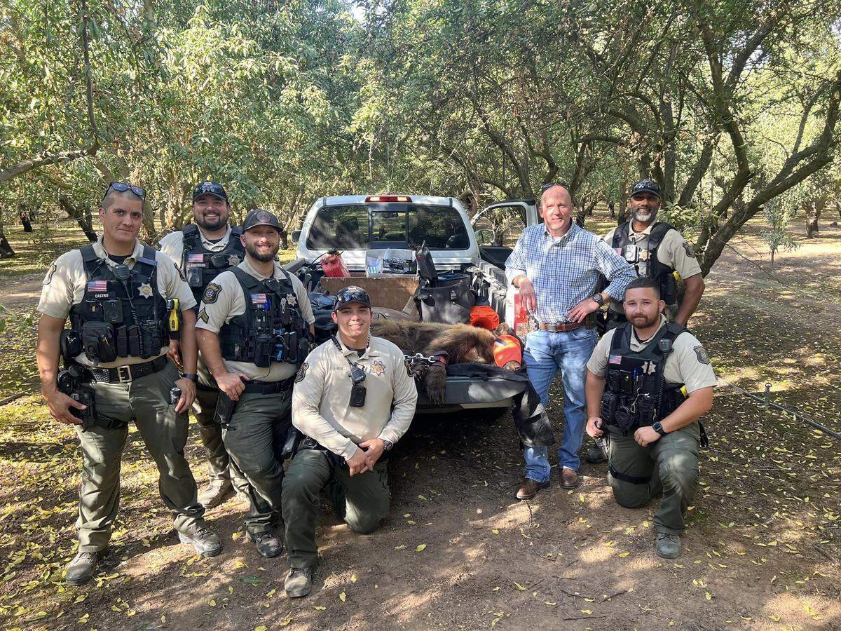 Sheriff Jeff Dirkse (in plainclothes) and deputies gather around a female bear that lies tranquilized and ready to be relocated after being found in Hickman in Stanislaus County, CA, on Monday, Sept. 25, 2023.