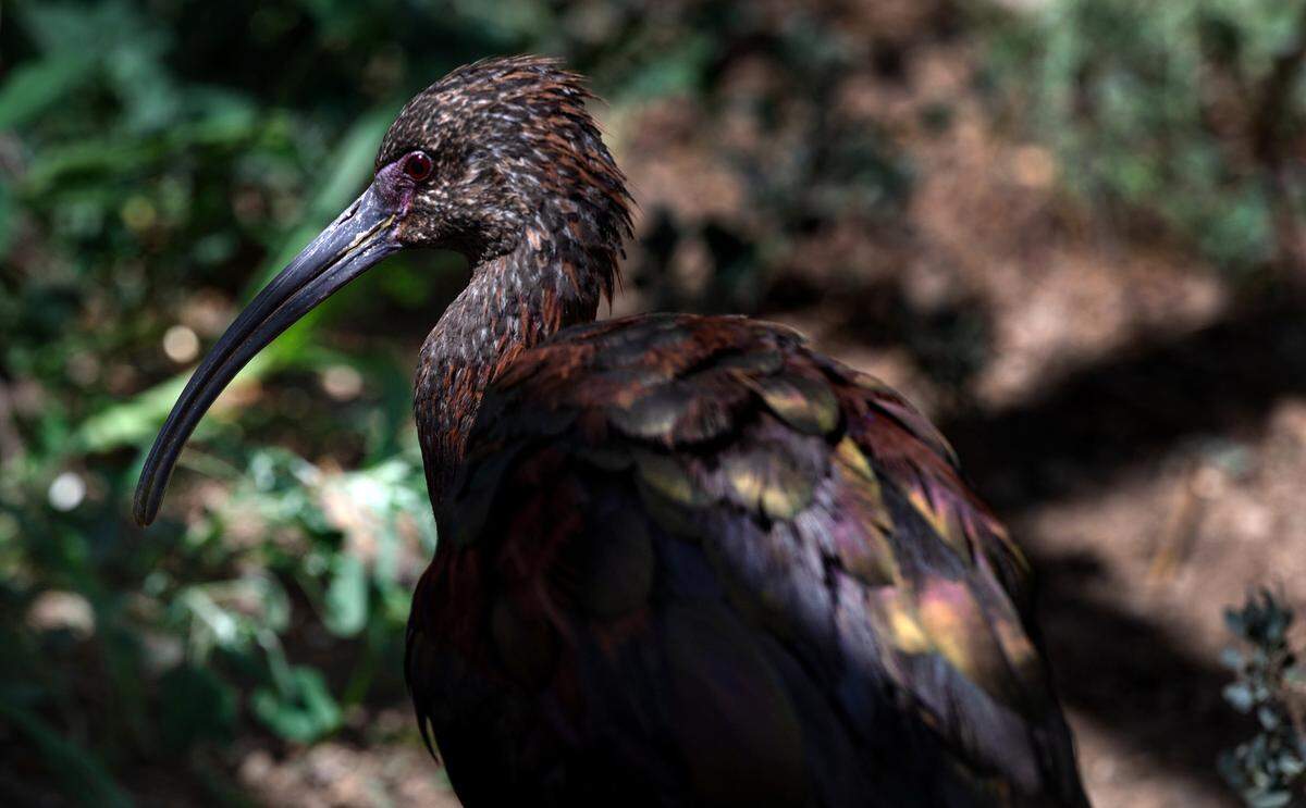 A white-faced ibis begins its rehabilitation at the Stanislaus Wildlife Care Center in Hughson, Calif., Friday, August 25, 2023. California Department of Fish and Wildlife biologists brought about 50 shorebirds to the center from Tulare Lake which is experiencing an outbreak of avian botulism. Birds can recover in a few days with proper hydration.