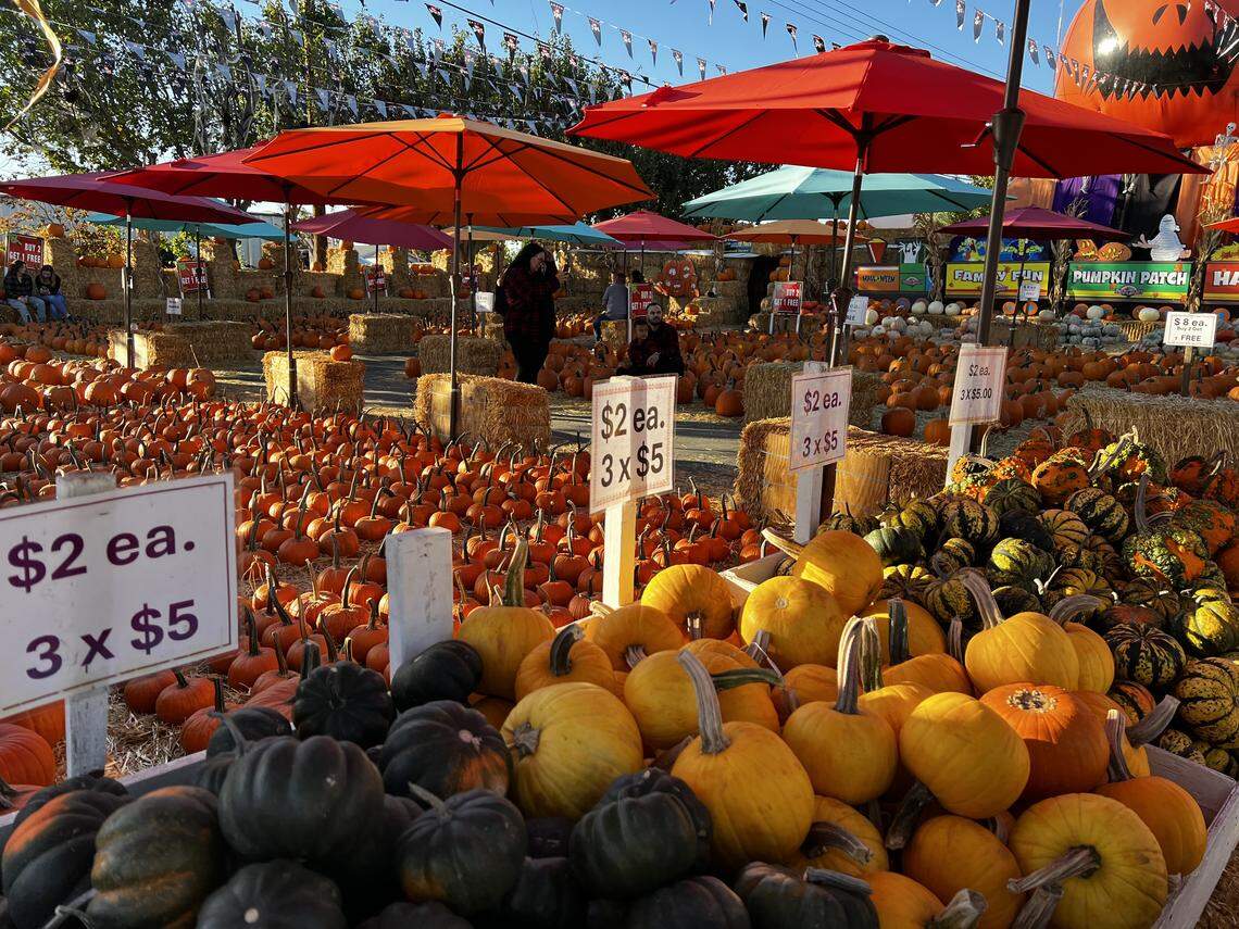 During my visit, I got a 20-ounce chai latte for $6.99, three medium-sized pumpkins for $8 and a container of pie crisps for $10.99.