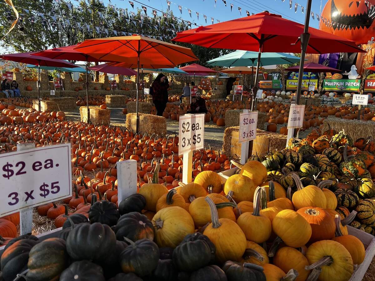 During my visit, I got a 20-ounce chai latte for $6.99, three medium-sized pumpkins for $8 and a container of pie crisps for $10.99.
