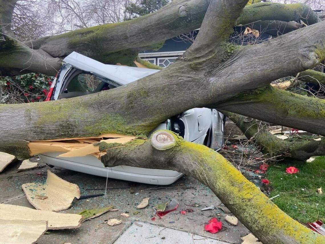 Modesto Fire Department responded when a tree crushed a truck because of high winds on March 14, 2023.