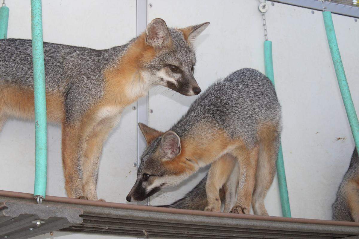 One small gray fox leans down and another peers over the side of a landing inside their cage at the Stanislaus Wildlife Care Center.