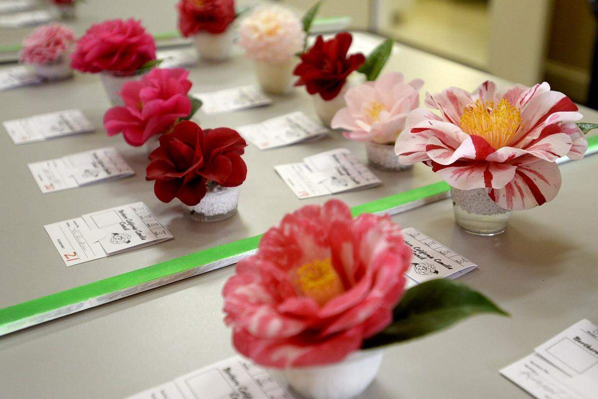 The Camellia Society of Modesto will hold its 65th annual Camellia Show in March.