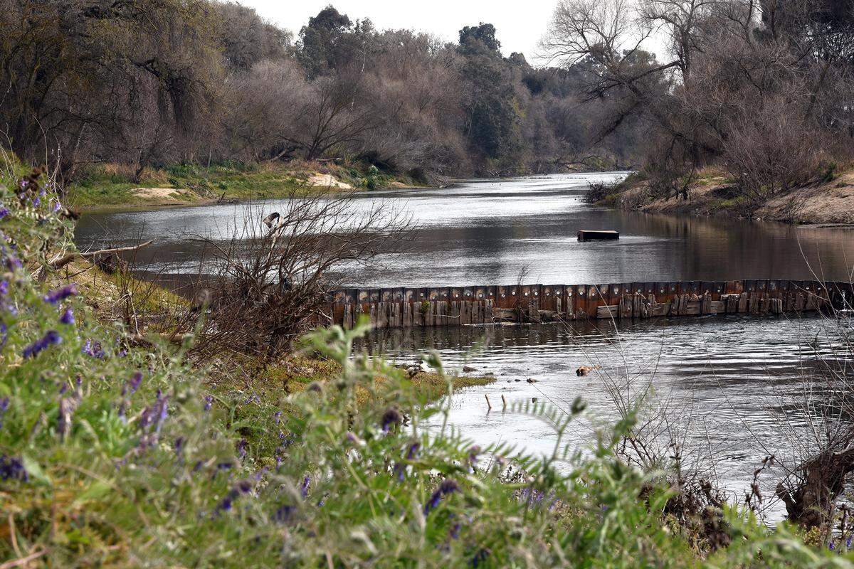 Dennett Dam on the Tuolumne River is pictured in February of this year. City of Modesto crews removed the dam on August 21st, 2018.