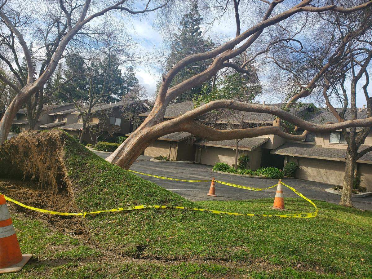 This tree toppled Sunday, Jan. 8, 2023, at the Oakridge townhomes on Edgebrook Drive in Modesto, said Linda Tamimi, who took the photo. ‘There are a couple of other trees at that location that look like they could go at any time.’
