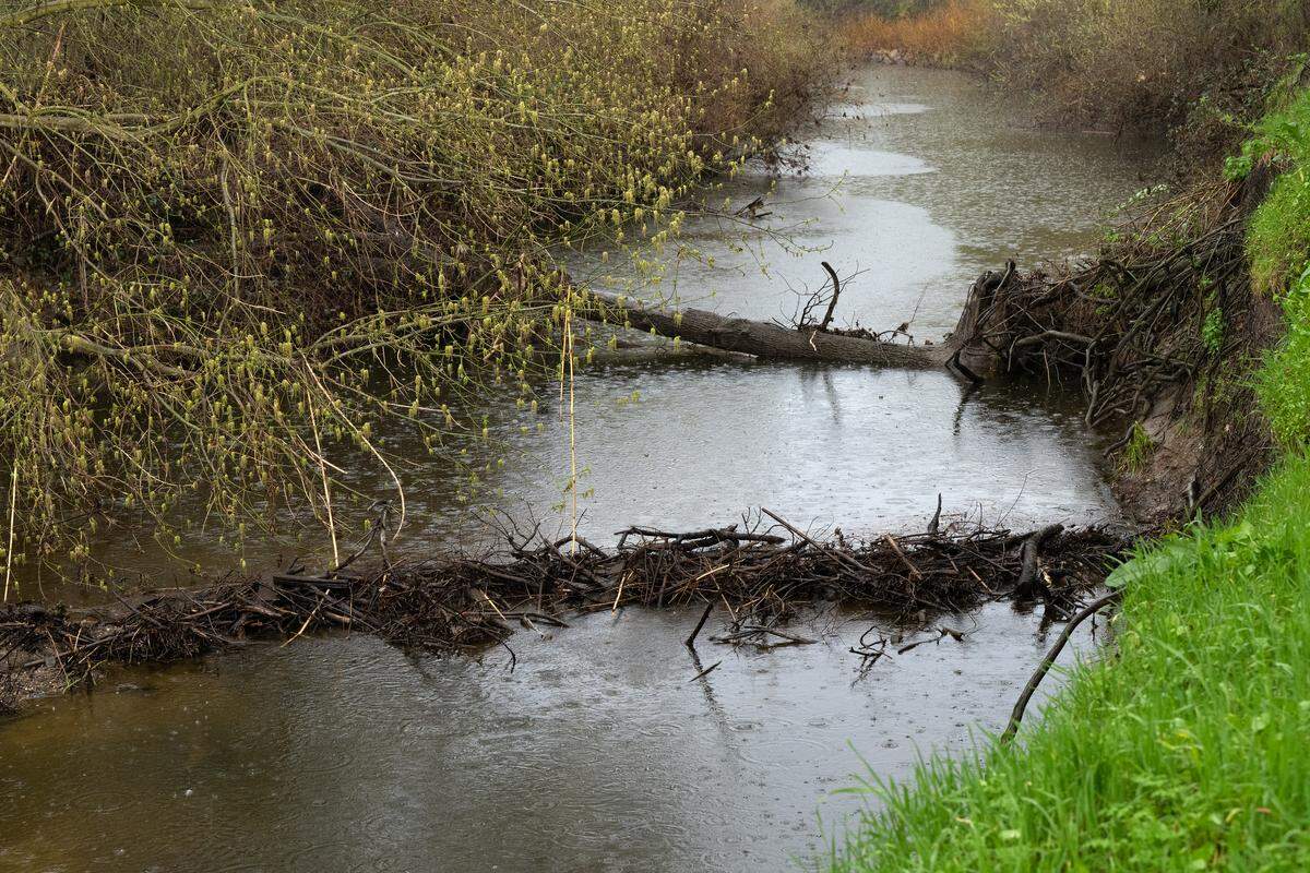 Signs of beaver activity in Dry Creek in Modesto, Wednesday, Feb. 11, 2026.