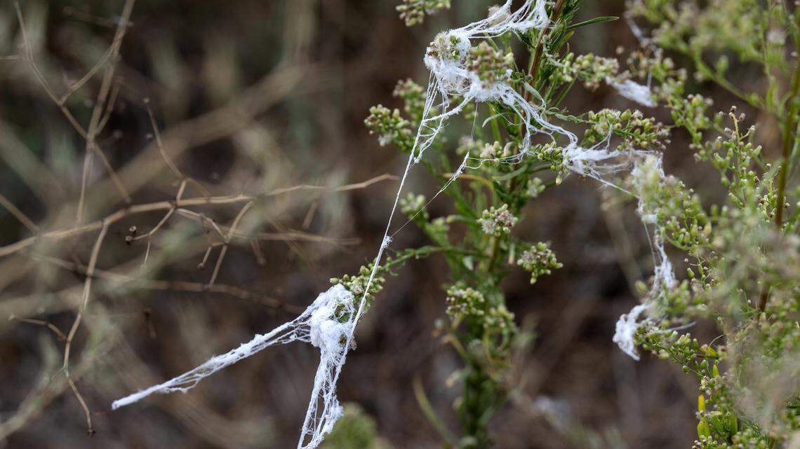 A spider web-like substance is snagged on weeds in Wood Colony, Calif., Wednesday, Oct. 4, 2023.