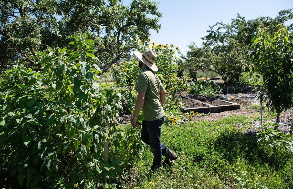 Gardener Brandon Pruett looks at some of the almond trees on the property at Zinc House Farm in Escalon, Calif., on Tuesday, June, 21, 2022.