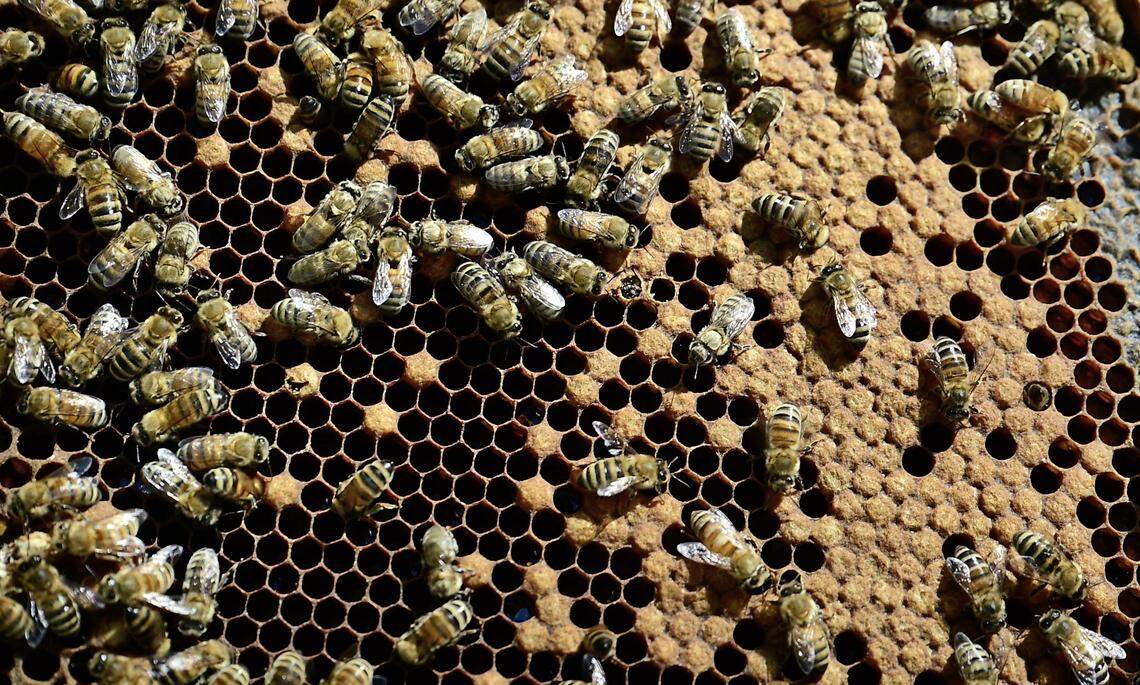 Part of the Beekman business is raising queen bees for commercial sale.