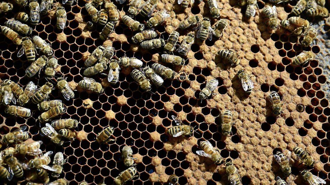 The health of Central Valley orchards owes a lot to Hughson bee business. Here’s why
