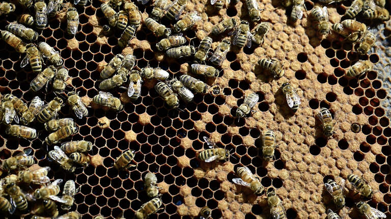 The health of Central Valley orchards owes a lot to Hughson bee business. Here’s why