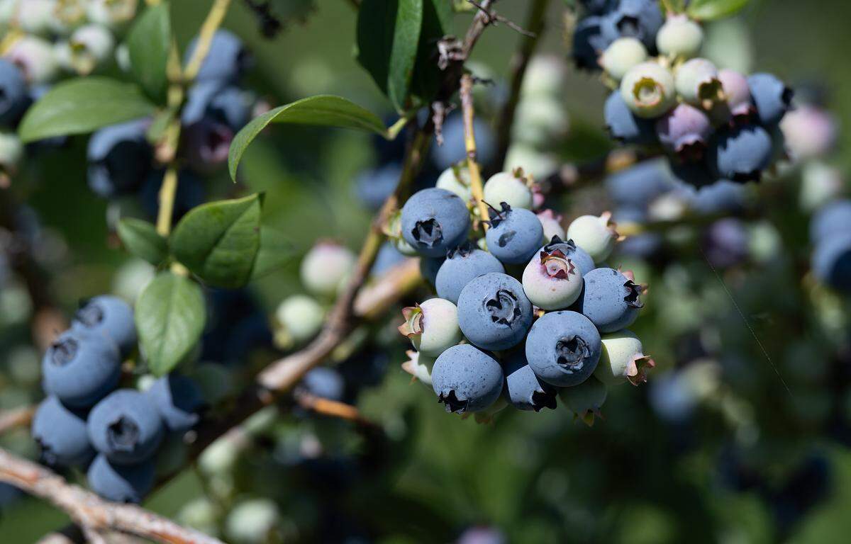 Arándanos Suziblue en Vanderhelm Farms en Modesto, California, el sábado 25 de mayo de 2024.