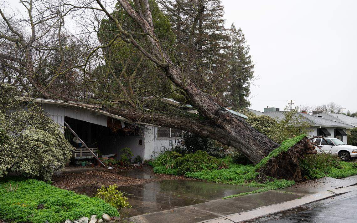A tree fell on a house at 1544 Bronson Avenue in Modesto, Calif., Thursday, Jan. 5, 2023.