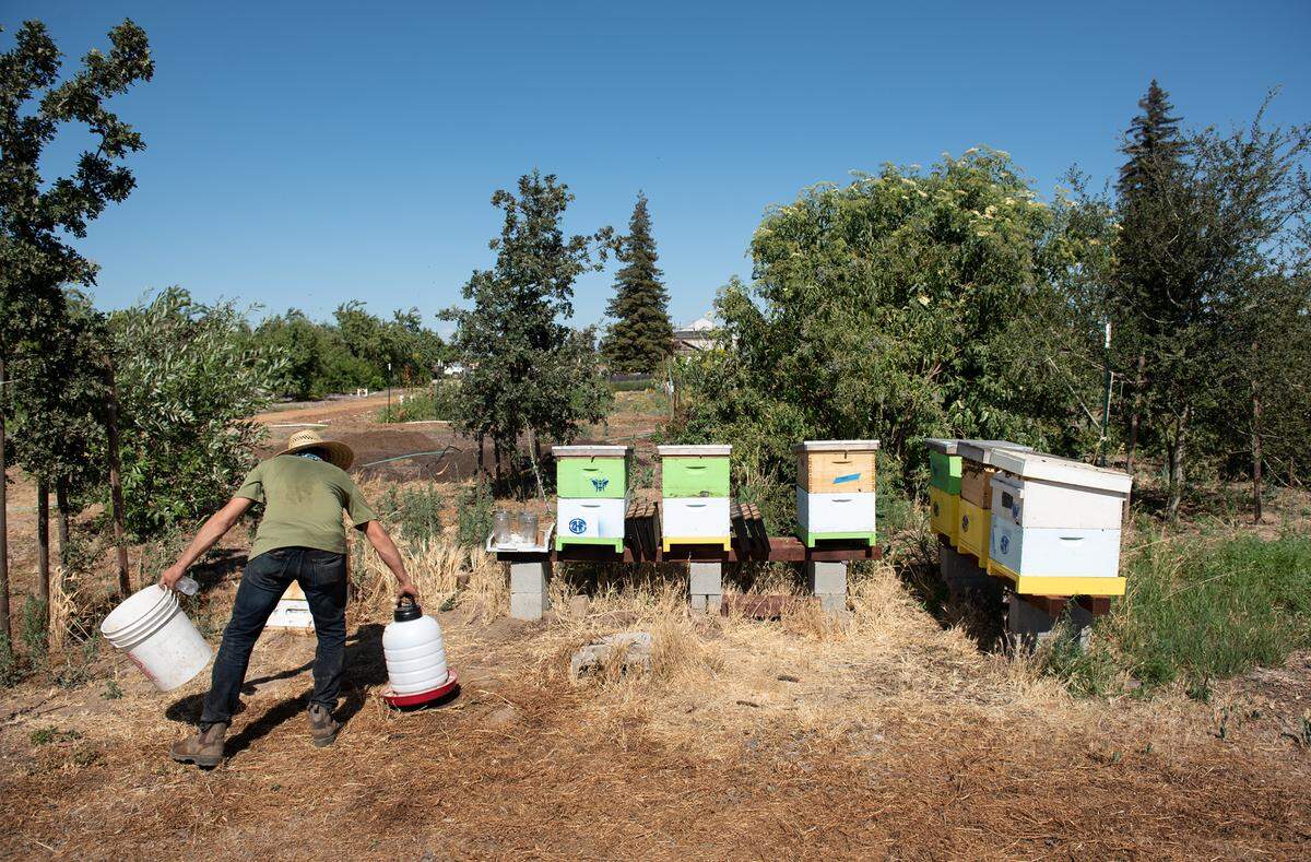 Gardener Brandon Pruett puts water out for the bees at Zinc House Farm in Escalon, Calif., on Tuesday, June, 21, 2022.