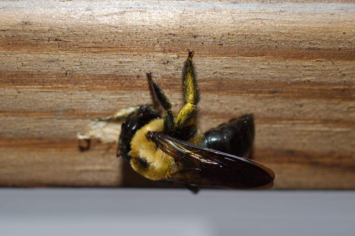 A carpenter bee doing its work drilling a hole for a home in the wood.