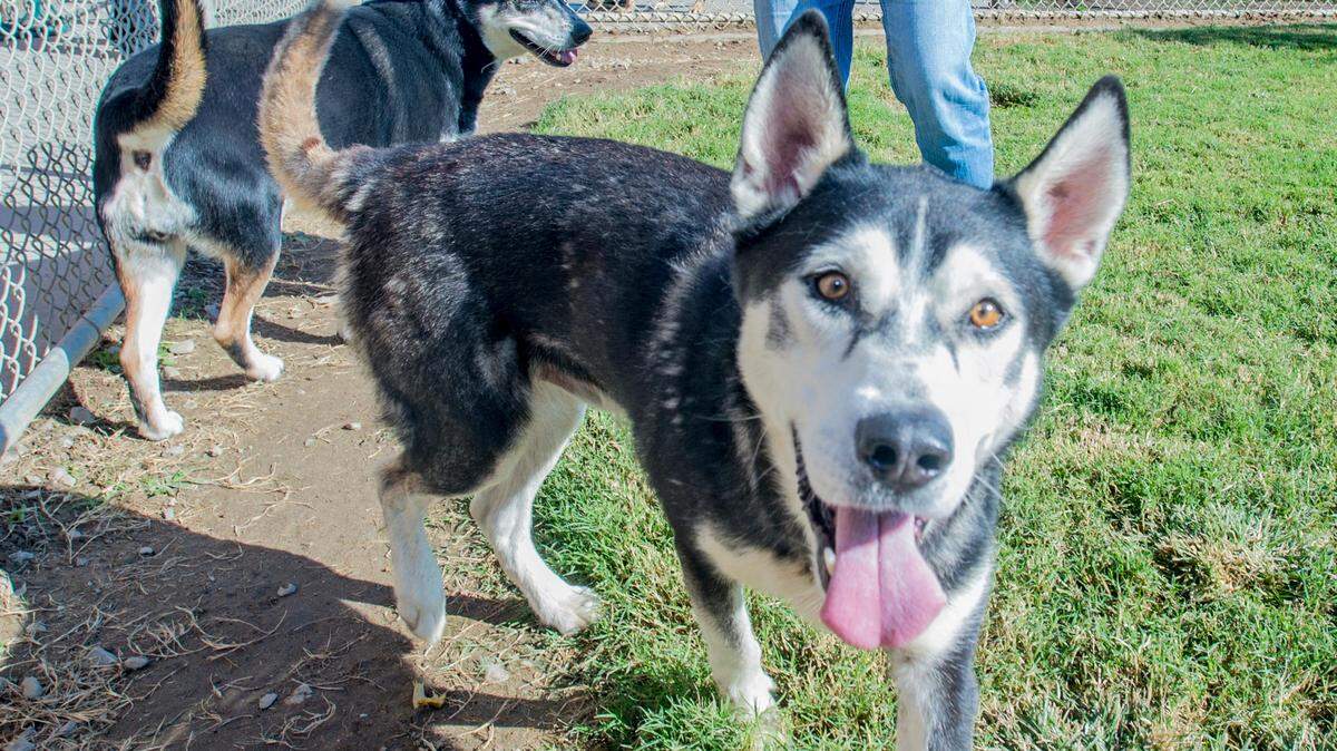 A volunteer for 4 years, Connie Miller spends time with dogs at the Stanislaus Animal Services shelter, on Thursday, October 3, in Modesto.