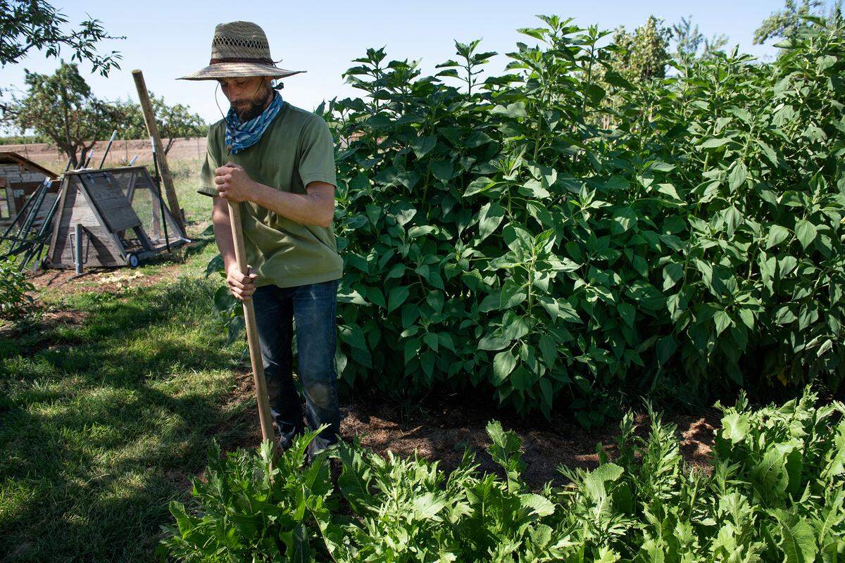 Gardener Brandon Pruett digs up some horseradish at Zinc House Farm in Escalon, Calif., on Tuesday, June, 21, 2022.