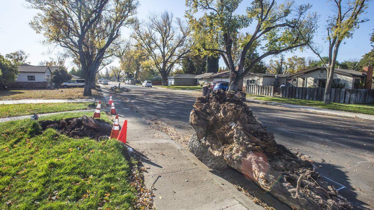 A tree trunk could be seen on the 1500 block of Ardmore Avenue where trees have fallen or dropped limbs recently, on Monday, November 25, 2019, in Modesto, California.