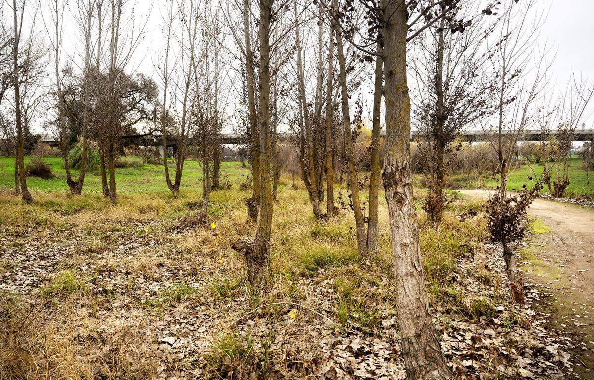 A grove of cottonwoods planted in the Gateway Park floodplain are protected at the base with wire mesh to prevent beavers from chewing on the trees during periods of flooding. Photographed in Gateway Park in Modesto, Thursday, Dec. 26, 2024.