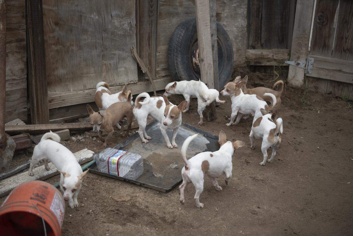 Chihuahuas scatter in the backyard of the Modesto property. Rescuers removed nearly 60 dogs from the home over several days.