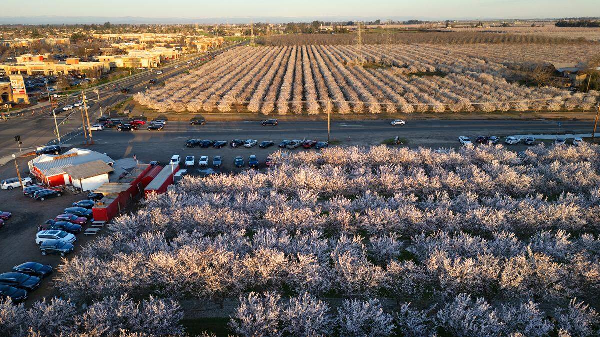Almond orchards in full bloom at Rodin Farms on Oakdale Road in Modesto, Calif., Saturday, Feb. 24, 2024. Rodin Farms in one of three spots on the Almond Blossom Cruise route where visitors can park their cars and walk among the blooming trees, picnic and take pictures.