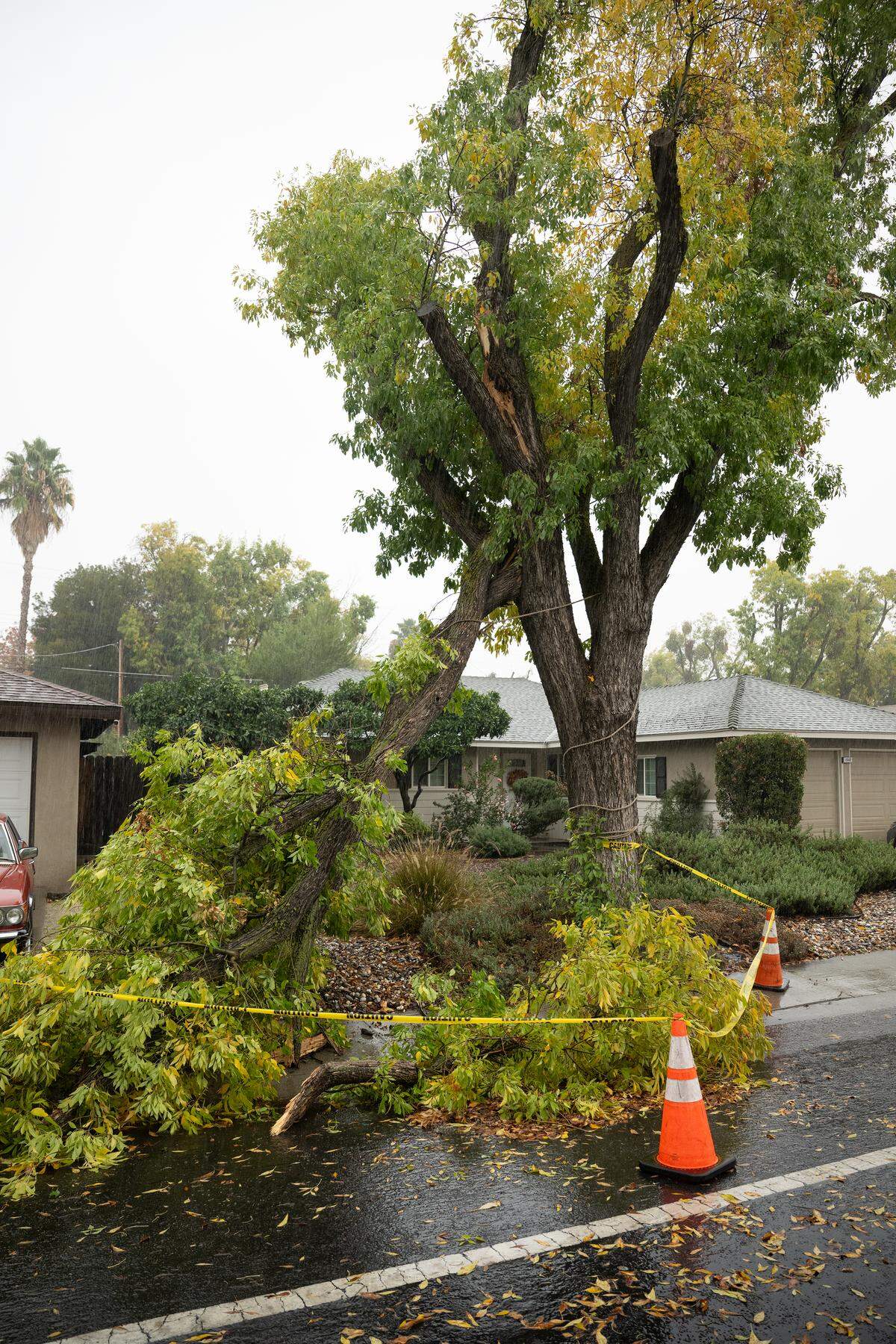 Wind damaged a tree on Tully Road in Modesto, Thursday Nov. 13, 2025. 