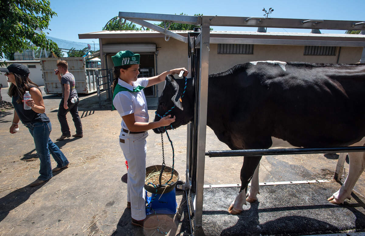 Mia Cardoza, 12, of Modesto, puts a halter on her Holstein replacement heifer at the Stanislaus County Fair in Turlock, Calif., on Thursday, July 7, 2022.