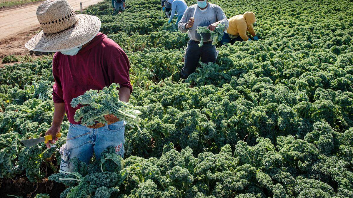 Workers harvest green kale at Ratto Bros. farm west of Modesto. California’s budget changes to Medi-Cal leave immigrant families facing healthcare cuts, echoing anti-immigrant policies and jeopardizing vulnerable lives.