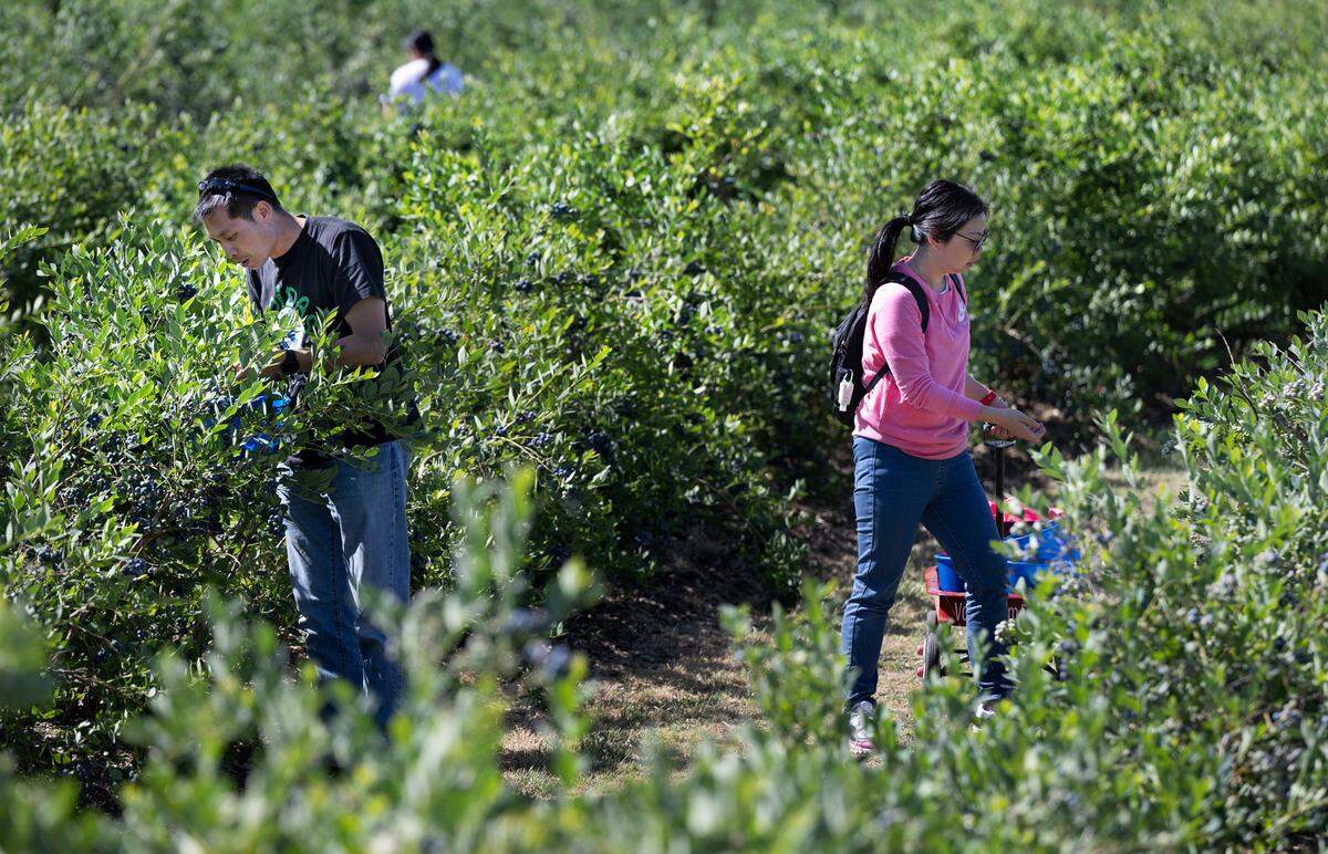 Clinton y Lisa Wai recogen arándanos en Vanderhelm Farms en Modesto, California, el sábado 25 de mayo de 2024.