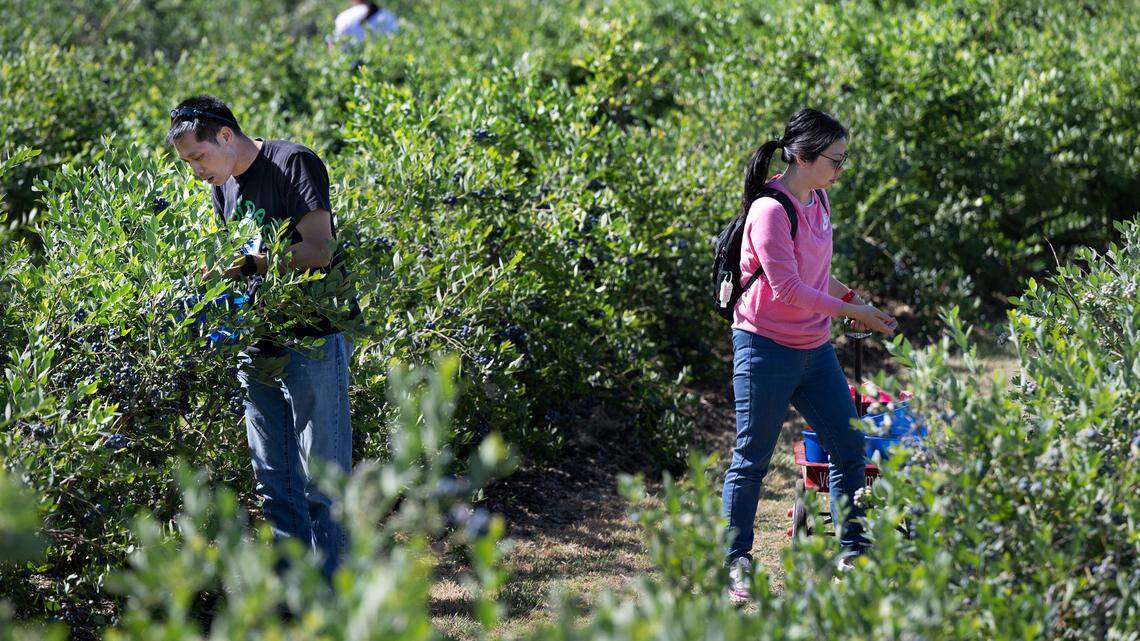 Pick your own fruit, flowers in Stanislaus County? Here’s when local farms open