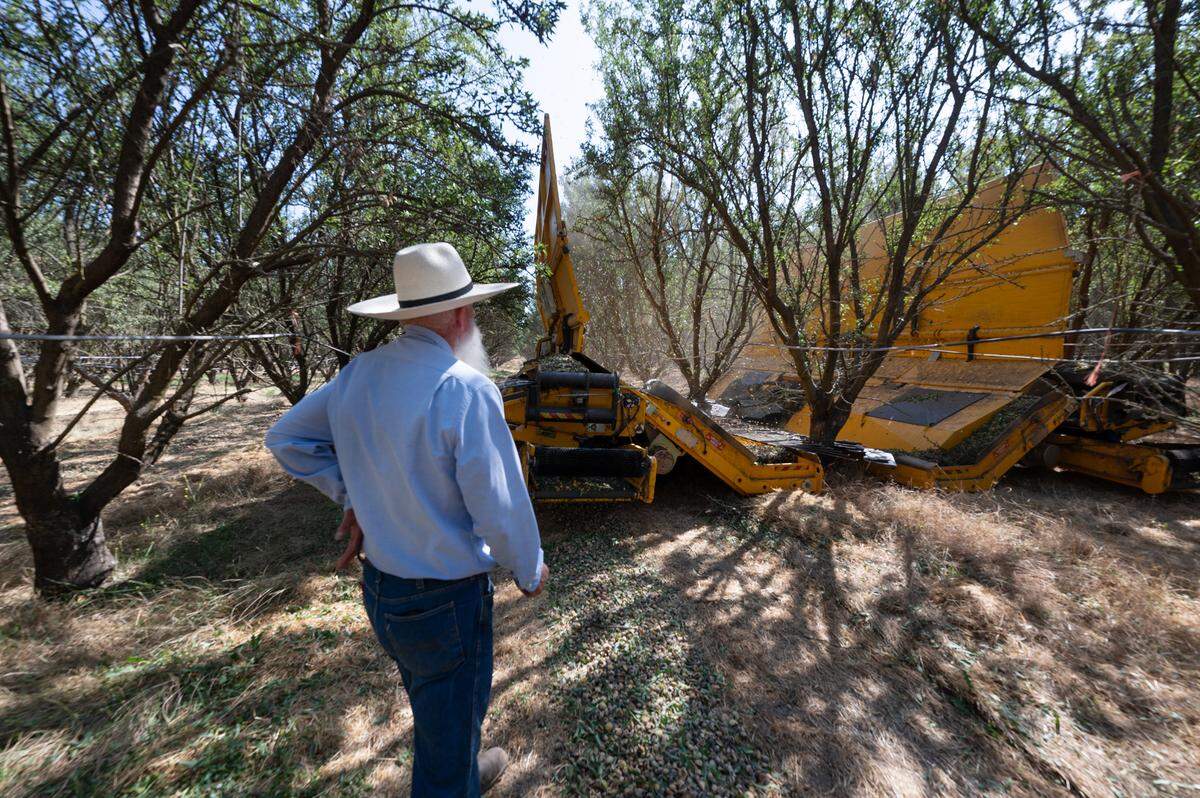Ward Burroughs observa cómo son sacudidos los almendros con un nuevo tipo de sacudidor que atrapa las almendras antes de que toquen el  piso  y las coloca en hileras en el suelo del huerto en Burroughs Family Farms, al este de Denair, California, el martes 19 de septiembre de 2023.