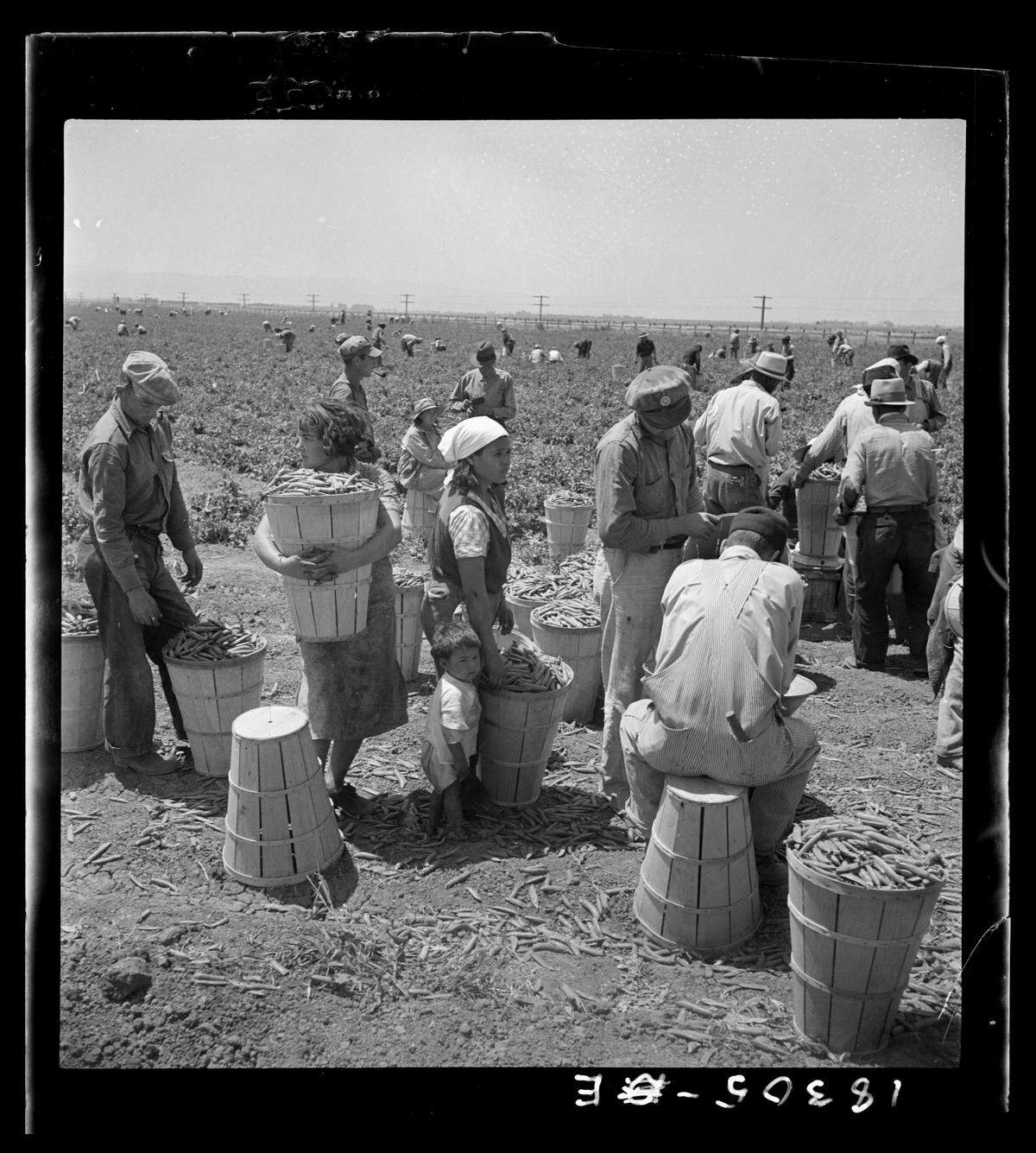 Migrant pea pickers from many states line up with their filled hampers on the edge of the field. They wait their turn for weighing, near Westley, California, 1938.
