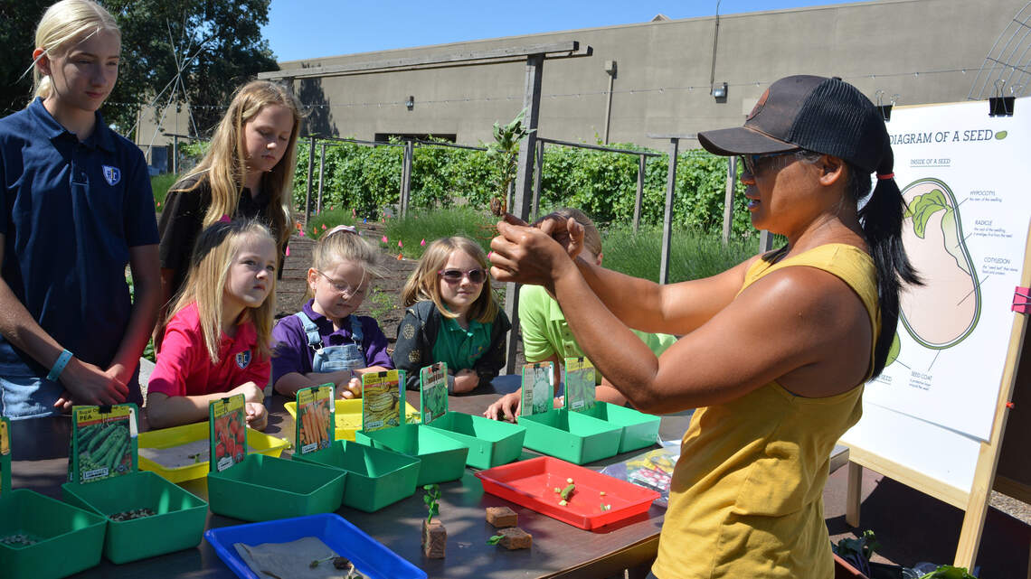 Ripon garden grows produce for food banks while teaching children how to sow and reap