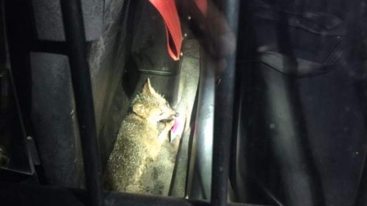 A fox was found inside the Fox Pub in downtown Modesto, California, late Wednesday, June 6, 2018.