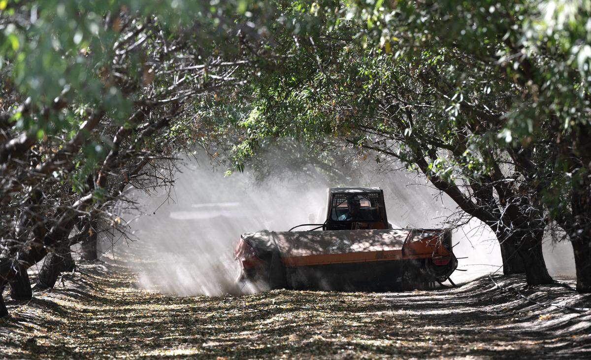 Un agricultor barre almendras en hileras en un huerto en Modesto, California, el martes 12 de septiembre de 2023.