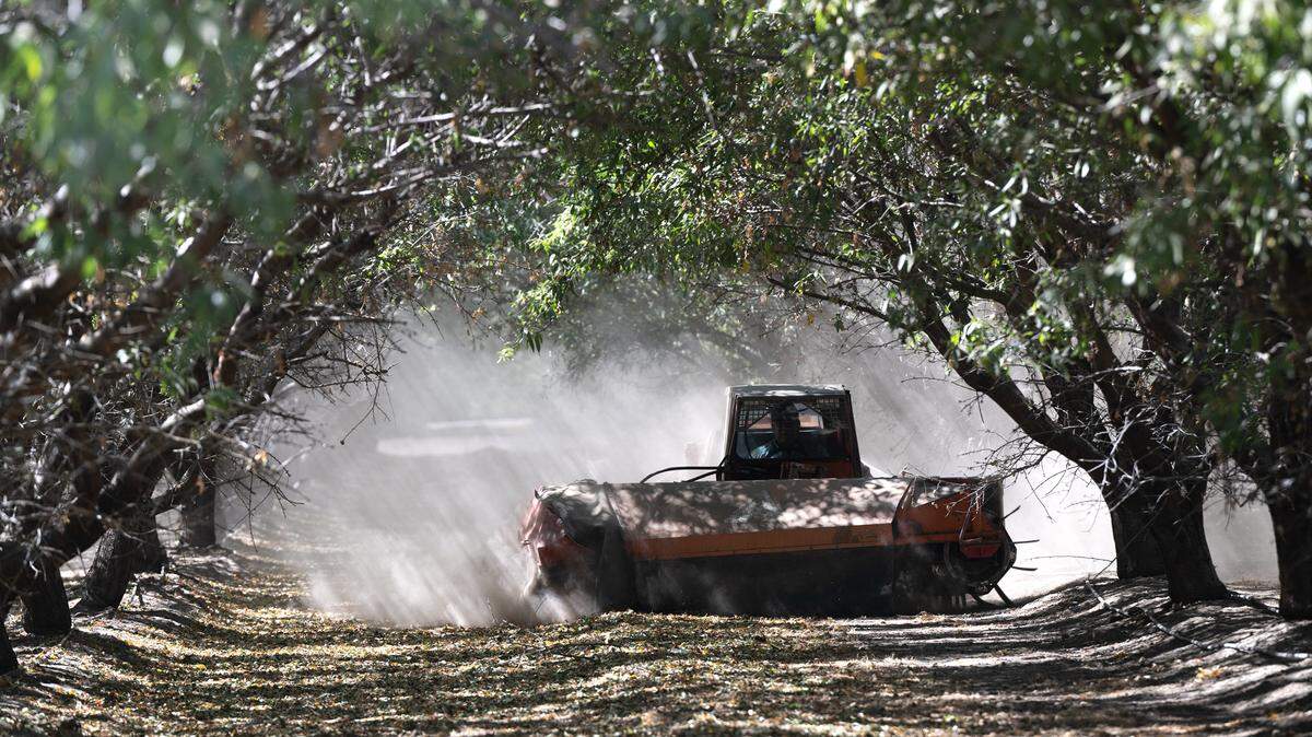 A farmer sweeps almonds into windrows at an orchard in Modesto. Small farms in the San Joaquin Valley innovate daily but need affordable ag‑tech, bilingual training and equipment sharing to both survive and thrive.