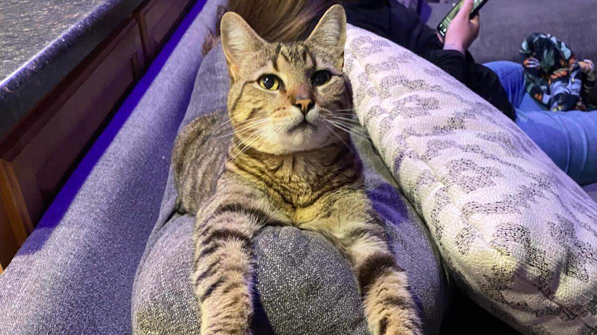 Tiggy is the cat of The Modesto Bee reporter Maria Luisa Figueroa. Although very cute and competitive, Tiggy will not be participating in the contest.