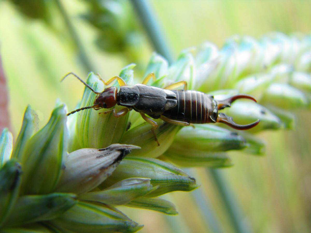 Earwig