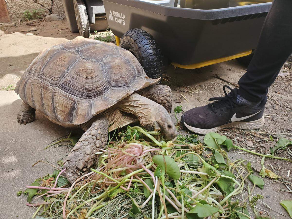 Squirt the tortoise is pictured eating. His owner says he escaped his Modesto home March 26.