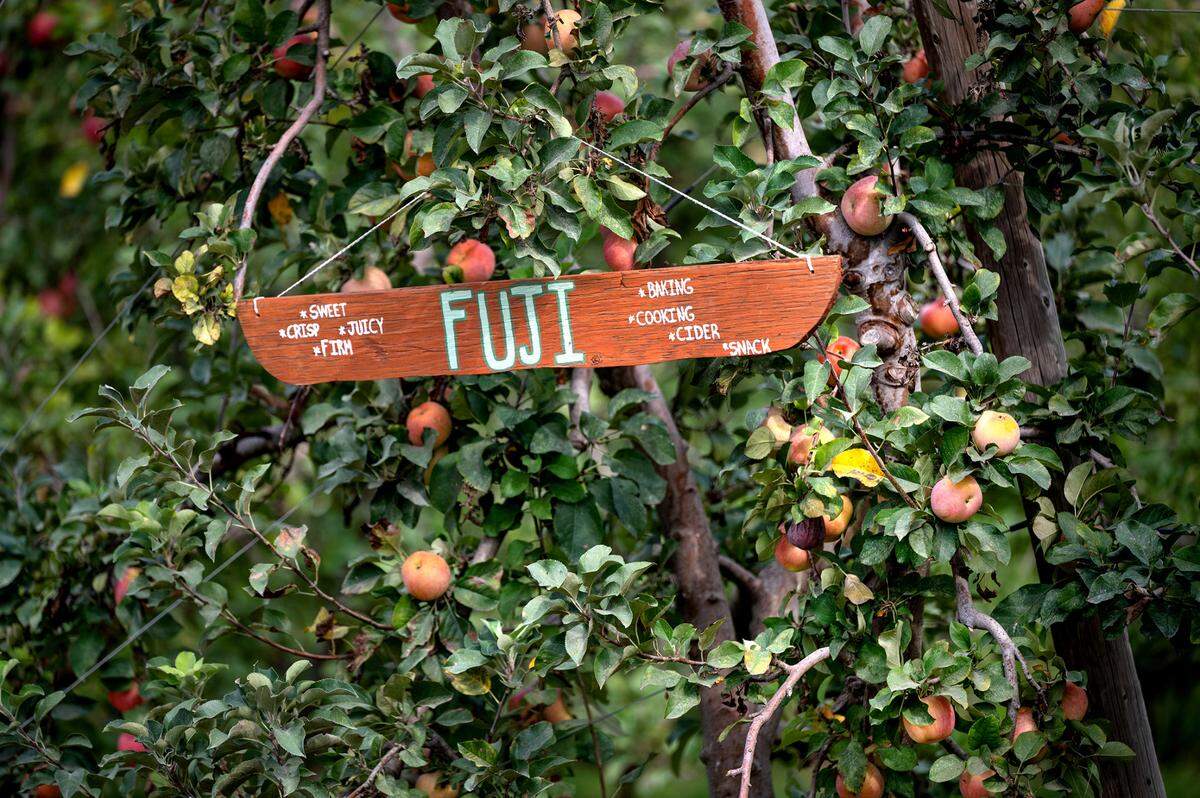 Lucky You Orchards allows guests to come walk the orchard and pick apples in Ripon, Calif., on Saturday, September 10, 2022.