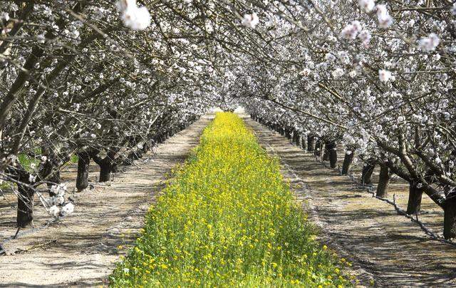 Christine Gemperle has planted mustard between the rows of almond trees at the family orchard in Ceres, Calif. Photographed on Thursday, Feb. 20, 2020.