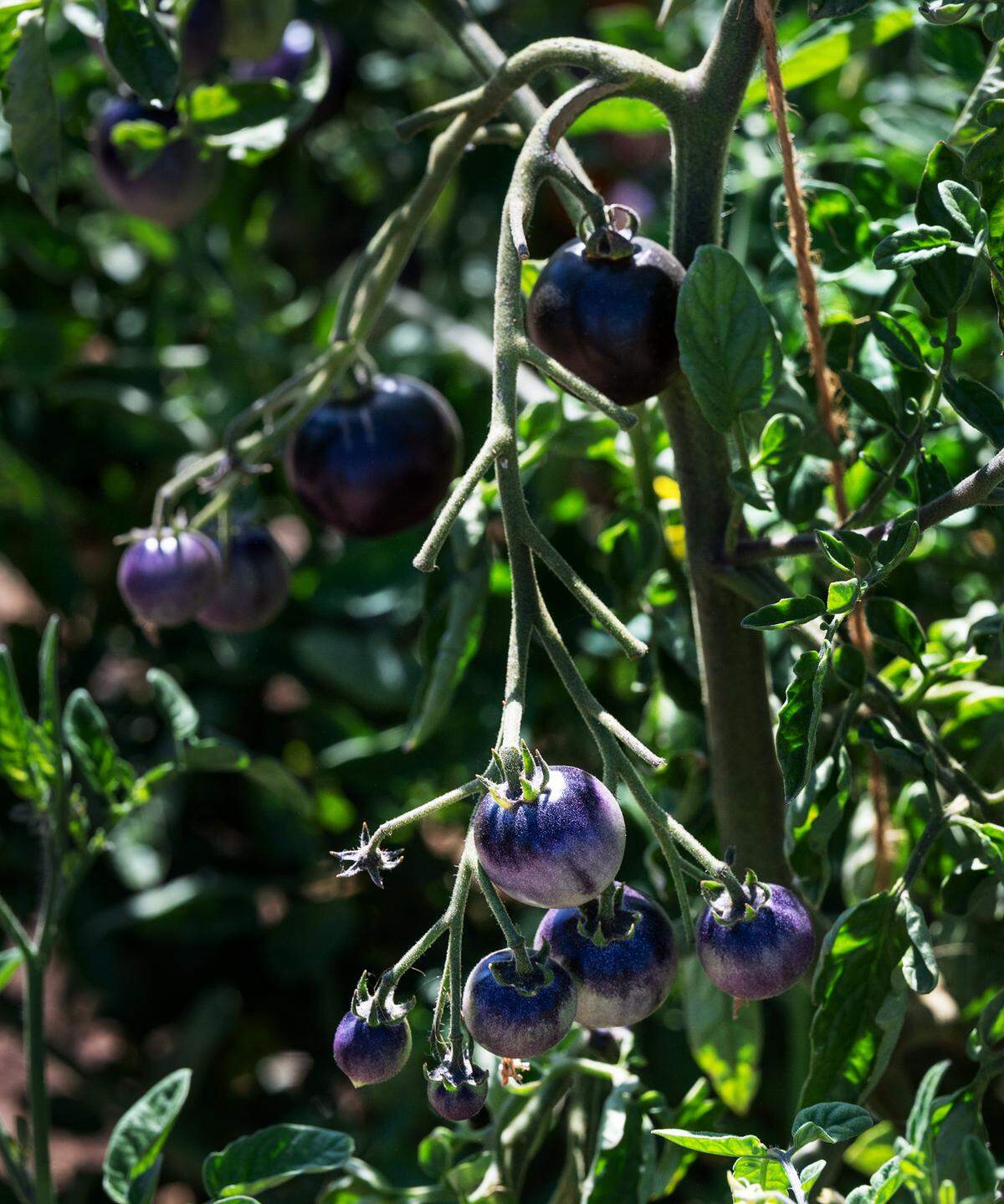 Indigo cherry drop tomato at Zinc House Farm in Escalon, Calif., on Tuesday, June, 21, 2022.