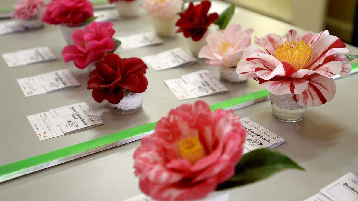 Camellia Society of Modesto members voted for their favorite flowers in advance of the 2018 camellia show. The public show returns this weekend.